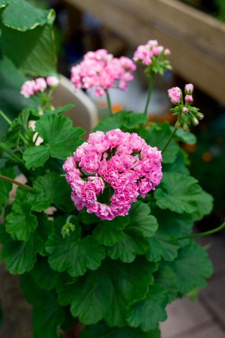 Australian Pink Rambler