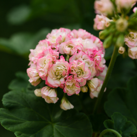 Appleblossom Rosebud