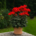 Friesdorf