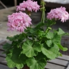 Dagnys Plantskola - Mrs Salter Bevis