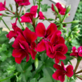 Villetta Burgundy