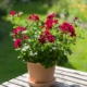 Villetta Burgundy