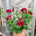 Villetta Burgundy