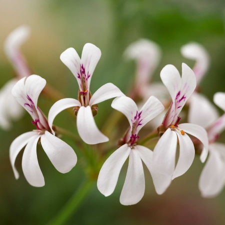 P. ’Fragrans’