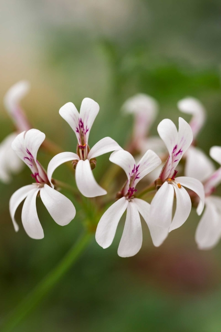 P. ’Fragrans’