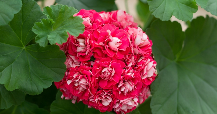 Pink Rambler
