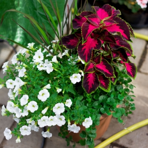 Dagnys Plantskola Dagnys Plantskola